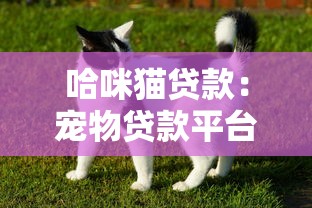 哈咪猫贷款：宠物贷款平台如何申请