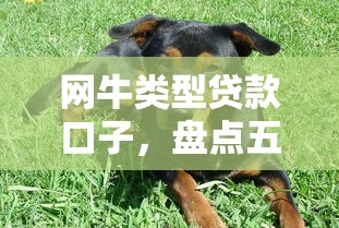 网牛类型贷款口子，盘点五个2025最新贷款平台哪家好