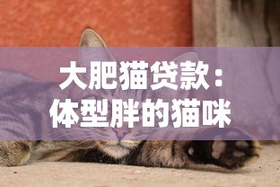 大肥猫贷款：体型胖的猫咪能申请贷款吗