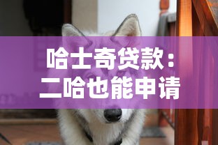 哈士奇贷款：二哈也能申请消费贷是真的吗