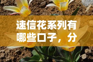 速信花系列有哪些口子，分析五个2025最新黑户花户下款的口子2025
