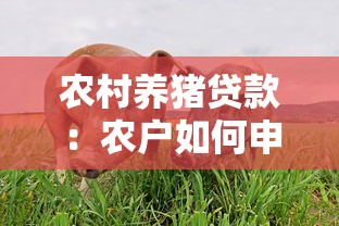 农村养猪贷款：农户如何申请生猪养殖专项贷款