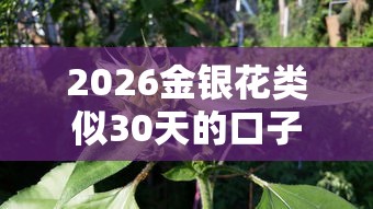 2026金银花类似30天的口子，差5千元就选这6个平台