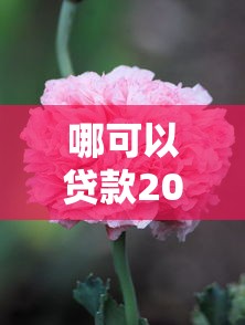 哪可以贷款20万？看看这7个2025大花户放水秒下款的口子怎么样