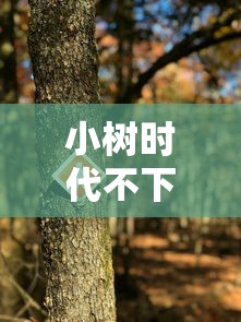 小树时代不下款？分享5个2千元无门槛私借平台