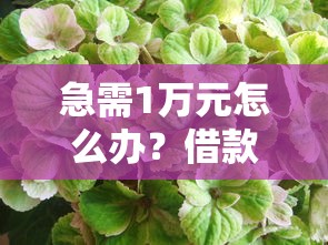 急需1万元怎么办？借款软件好一花试试这5个无门槛平台