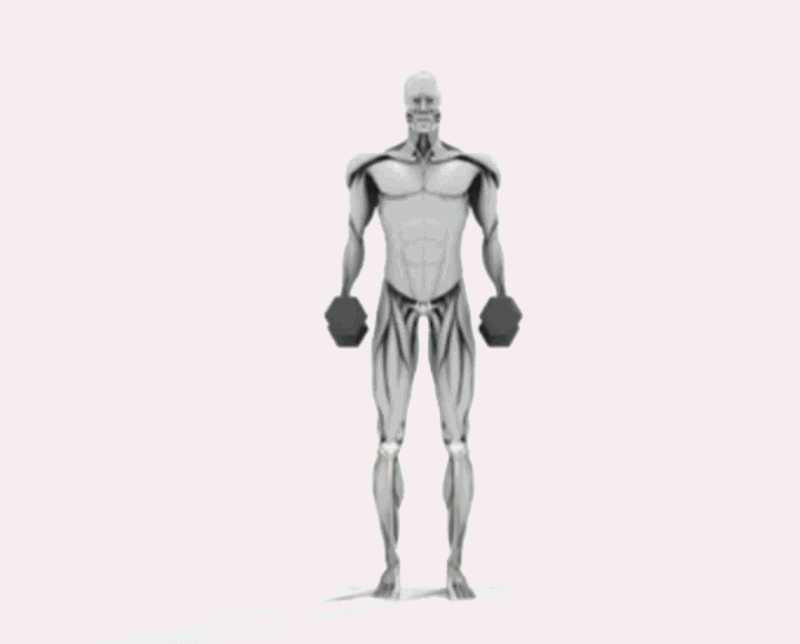徒手健身怎么锻炼肌肉